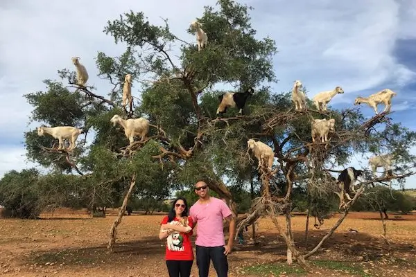 Tree-climbing goats perched on an argan tree in Agadir, Morocco, feeding on fruits and leaves.