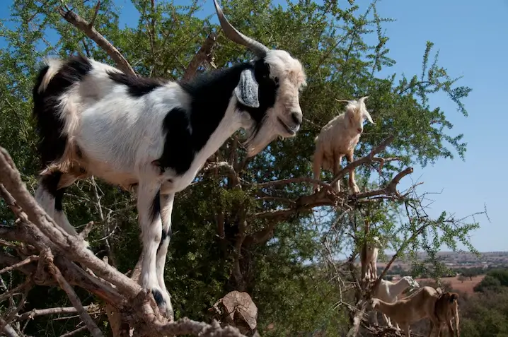 Close-up of a goat eating argan fruit on a tree in Agadir, Morocco.