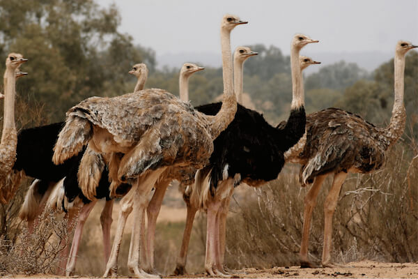 Guided trip to Souss-Massa National Park from Agadir