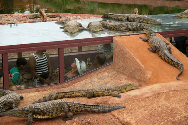 Nile crocodile in Crocoparc park in Morocco.